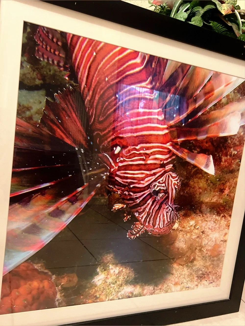 Vibrant Red Lionfish Aquarium Print - Pets Fish, Framed
